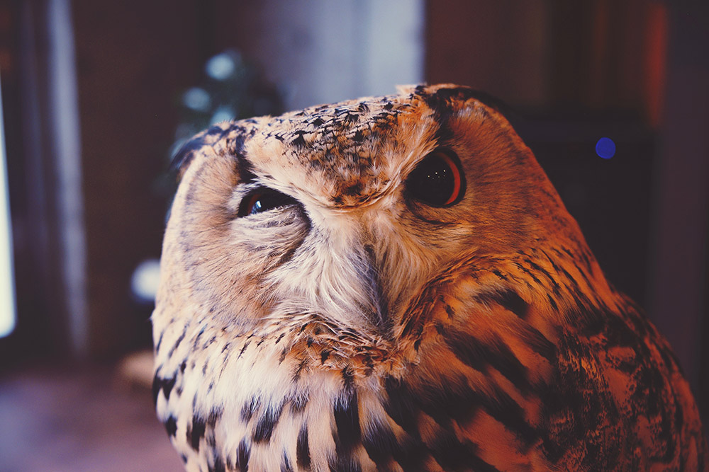 An owl that looks really curious